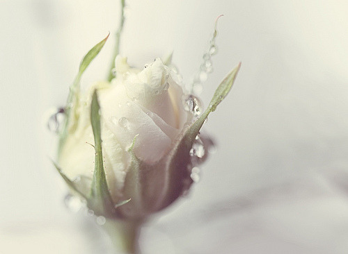  GRAZIE MILLE ……you know who you are I thank so very much