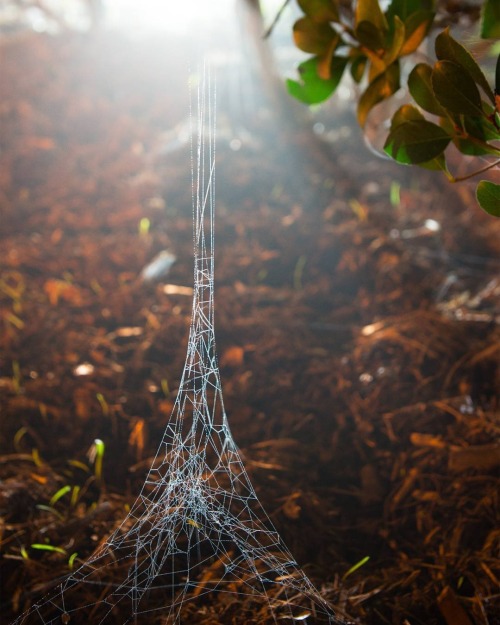 blue–folder:A spider web that looks like