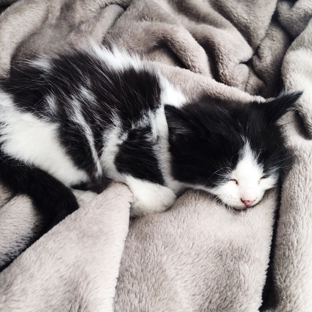 juliettegomes:  My love having a snooze