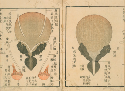 magictransistor:Mitsutane. Kaitai Hatsumou, Hand-Coloured Anatomical Woodcuts. 1813. Ci sono persino