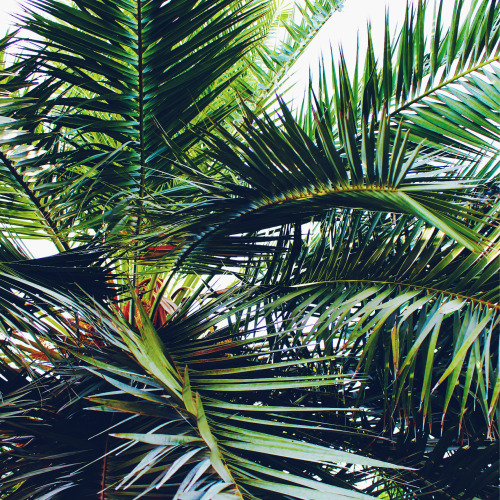 caciqueboutique:  What is the beach without palm trees?   Jungle/tropical blog