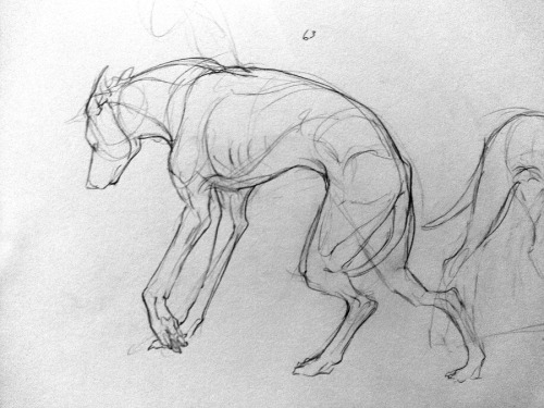 skoolmunkee:  malinfalch:  drew greyhounds in class this week!  oh, look at those sweeties! My friend and I went to a life drawing class series and we kept saying I should draw Union like life drawing and… I never did… :( 