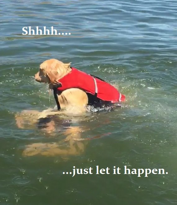 He's still a good doggo