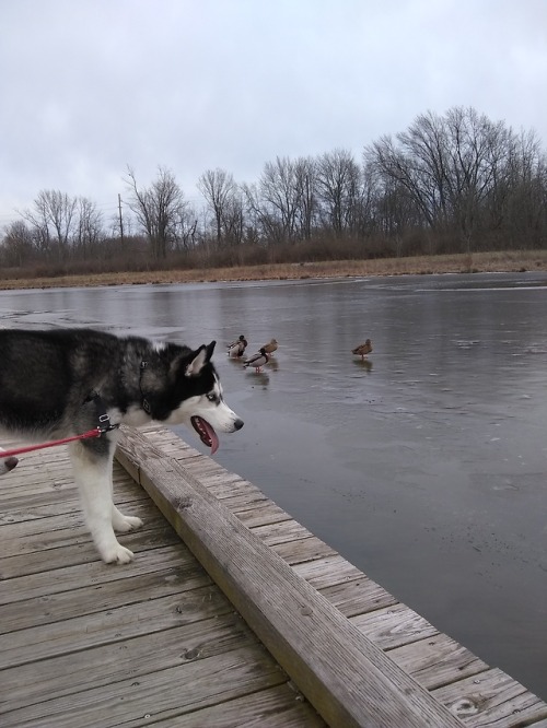 Harvey realllly wanted to say hello to the ducks.