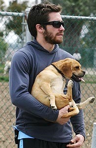 julian2006:jake gyllenhaal doesnt know how to hold dogs and i am so happy