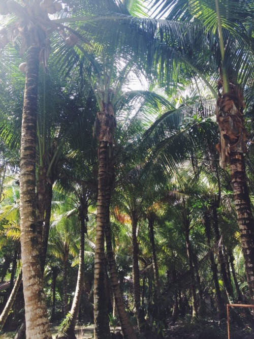 asoukri:Bocas Del Toro, Panama - December 14