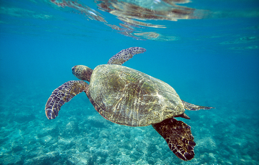 wolverxne:  Green Sea Turtle - Big island, Hawaii, USA - by: (Jon Cornforth) 