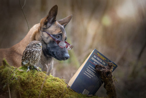 xdoggylovex:I wouldn’t have believed that an owl and a dog could become best friends until I saw these surprising and  adorable photos by Tanja Brandt, a professional animal photographer and  collage artist in Germany. Ingo the shepherd dog and Poldi