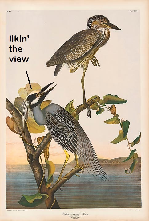 “Yellow Legged Heron” by James J. Audubon