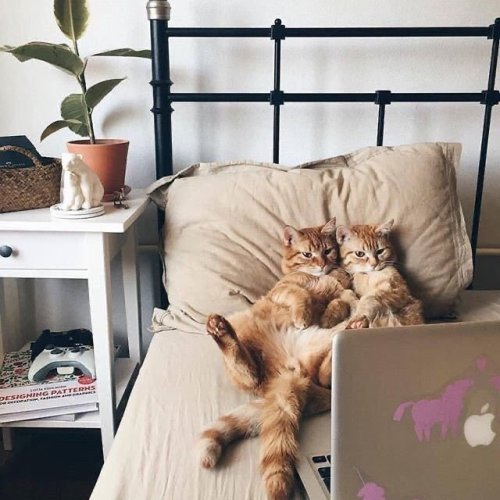 protect-and-love-cats: Relationship goals!