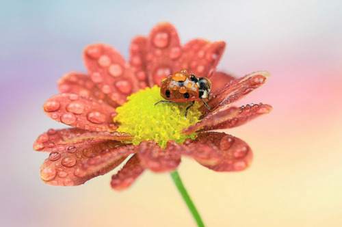 asylum-art:  Macro LadybugsIreland-based photographer Tomasz Skoczen has a knack for taking macro images, exposing the rarely seen worlds that surround us. Skoczen uses a Canon 5D Mark II in his backyard where he finds these marco scenes.Skoczen knows