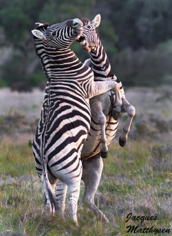 earthandanimals:   Fighting Stripes by Jacques Matthysen 