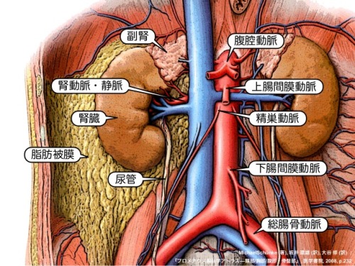 予備試験 右副腎静脈は下大静脈へ直接注ぐ