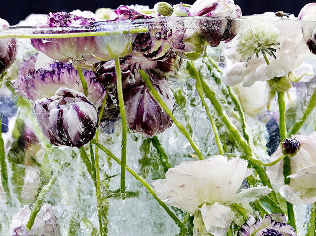 culturenlifestyle:  Frozen Flowers in Ice Resemble Exquisite Watercolor Paintings
