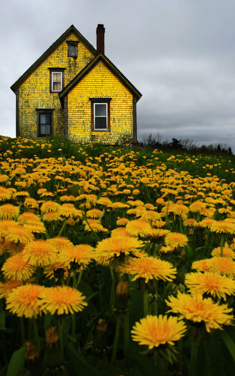 nursewithamnesia:  Abandoned Yellow House in Nova Scotia. Photo by Matt Madden & Kim Vallis.  Makes me think of a ghastly near death girl with no face in a faded yellow dress crawling around in circles on the floor