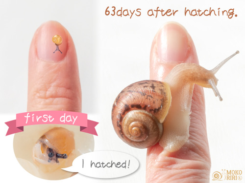 hdot-mokoriri:Baby snail✨✨ 63days after hatching. I’m not a baby anymore.赤ちゃんカタツムリ✨✨ 孵化後63日。 もう赤ちゃんじ