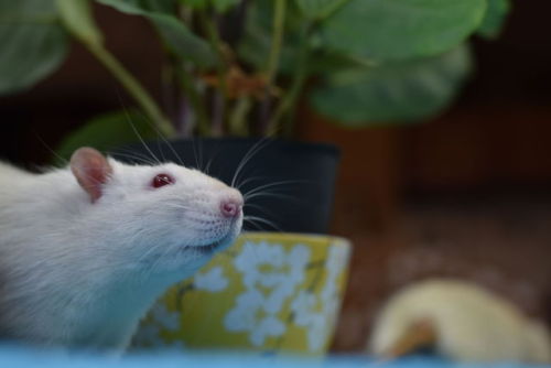 Ratties enjoy digging and playing in dirt! (Always make sure the plants are non-toxic for them 