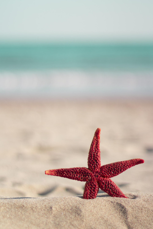 drxgonfly:  Red starfish on the beach(by Tony Marinov) / 500px
