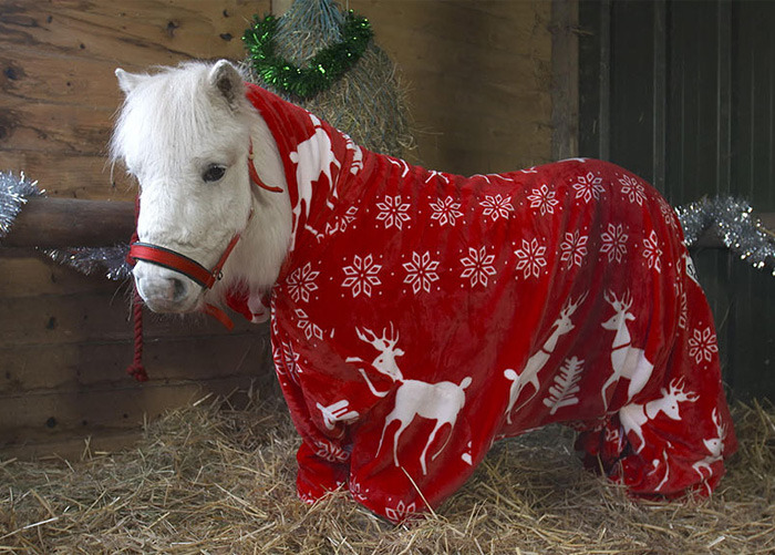 cimness:  end0skeletal:  Here are some horses (and a pony) wearing pajamas to brighten