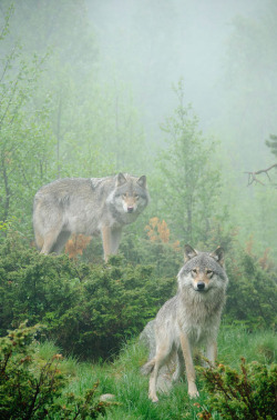 sisterofthewolves:Andy Kim MoellerEurasian wolves (Canis lupus lupus)