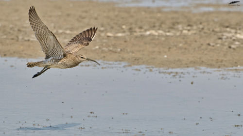 Whimbrel - Maçarico-galego (Numenius phaeopus)Vila Franca de Xira/Portugal (5/05/2022)[Nikon 