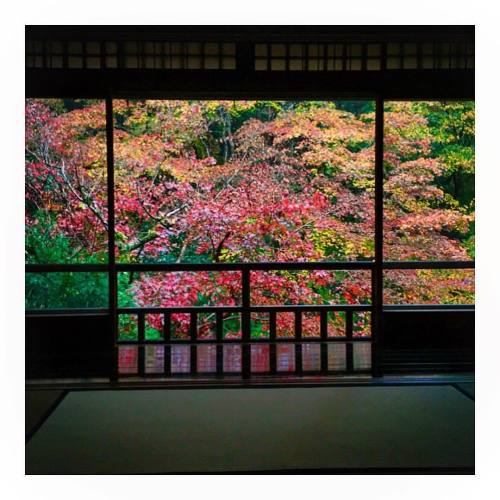 京都旅行の思い出 瑠璃光院 二階書院窓枠の 赤コーナー！ #京都 #八瀬 #瑠璃光院 #癒しの空間 #窓枠 #紅葉 (瑠璃光院)