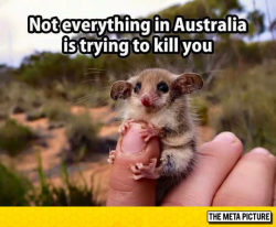 srsfunny:  In The Land Of Deadly Creatureshttp://srsfunny.tumblr.com/   Lies&hellip; its probably poisonous and can unhinge its jaw revealing razor sharp, double rows of teeth.  =_=  Nice try Australia&hellip; nice try&hellip;