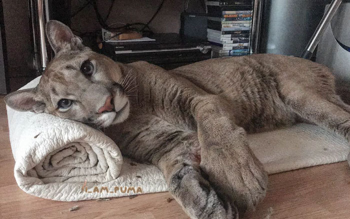 Puma Rescued From A Contact-Type Zoo Can’t Be Released Into The Wild, Lives As