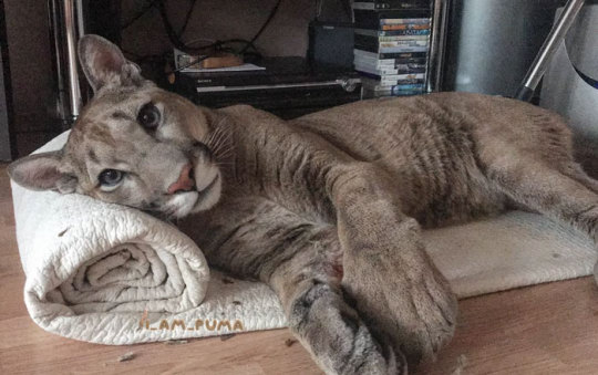 Puma Rescued From A Contact-Type Zoo Can’t Be Released Into The Wild, Lives As A Spoiled House Cat