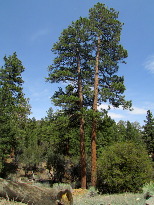 big bear, californiataken june 2014 by letsbeforestfriends