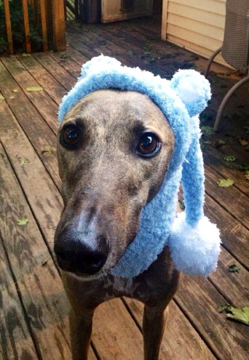 lasthenia:If you’re ever feeling sad here are some greyhounds wearing snoods