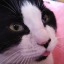 catisssuu