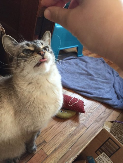 solomonfletcher: Update on Balthazar! he’s home and doing fine- eating well, cleaning himself,