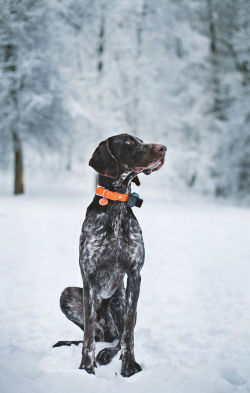 handsomedogs:  Любовь Морозова | Райд