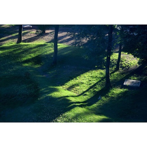 | T O D A Y,  E A R L Y  M O R N I N G |    •Lunes por la mañana en la FES• #vscoedit #vsco #nature #morning #sunrise  #trees #light #green #school #class  (en Facultad de Estudios Superiores - FES Acatlán)