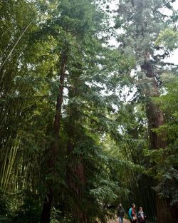 Magnifique journée à la découverte des arbres de la Bambouseraie de Prafrance. L’image dominante du bambou bien que offrant un paysage emblématique, occulte une histoire tout aussi importante, celle d’un arboretum peuplé d’arbres magnifiques dont beaucoup sont là depuis l’origine du domaine dans la deuxième moitié du XIXe. Des séquoias, chamaecyparis, ginkgo, chênes de toutes provenances, hêtres, cyprès chauves, magnolias….. Nous avons pu observer les caractéristiques de ces arbres mais aussi comprendre leur situation actuelle et leurs besoins grâce aux jardiniers, élagueur, historien..présents.Merci à l’association des amis de la Bambouseraie, organisatrice de la journée. #amisdelabambouseraie #bambouseraieanduze #arbresremarquables #arboretum #botanique #arbres (à Bambouseraie de Prafrance)https://www.instagram.com/p/Ck6dS5FMsPB/?igshid=NGJjMDIxMWI=
