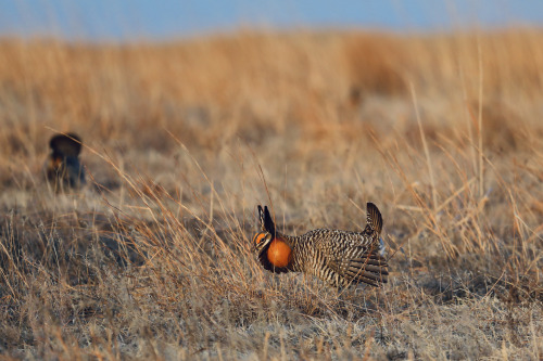 highways-are-liminal-spaces:Snow Geese and Greater Prairie Chickens on a lek site in North Platte, N