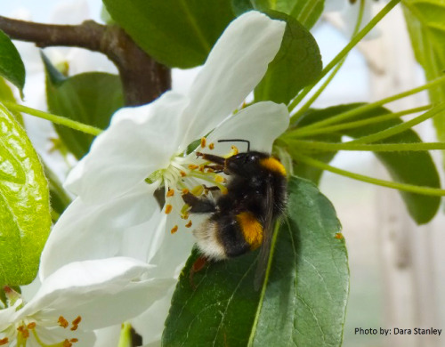 First study showing pesticide exposure can affect crop pollination by bees For the first time an int