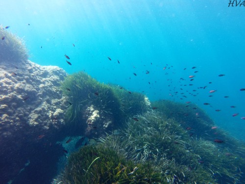 Chromis chromis (Castañuelas) - Isla de Tabarca