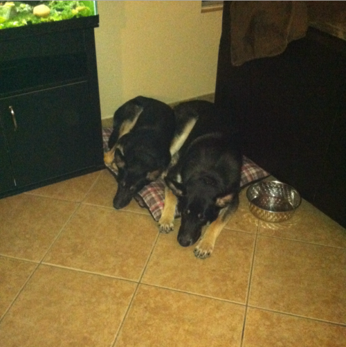 coffeeandspentbrass:    swinglover77 submitted:  I see all those beautiful German shepherds….gotta add mine <3 Big one is Beowulf, the little peanut is his sister Valhalla.