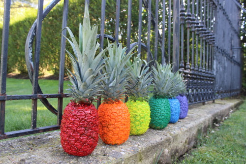 The Pineapple Project © Lilia May Hasiotis If used without permission you will be violatin