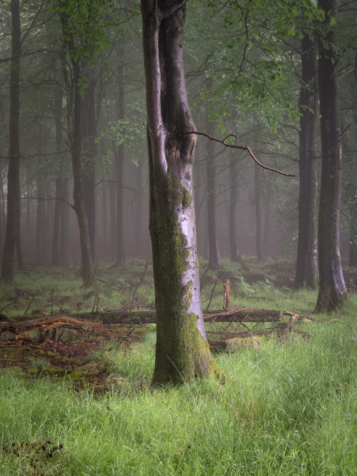 Rowborough Warren, Somerset by matt smart