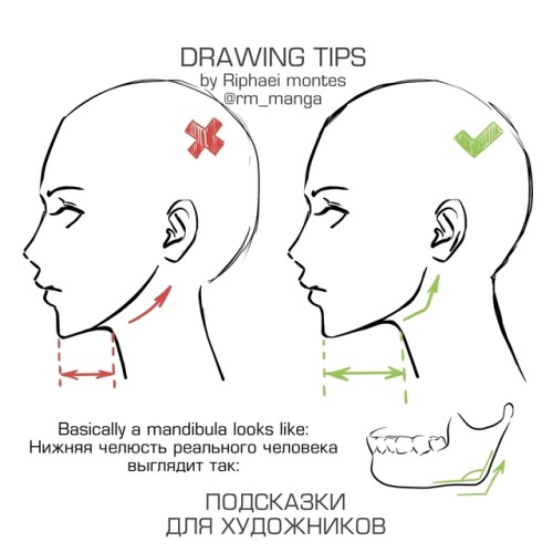 drawingden:Quick Anatomy Tips by rm_manga
