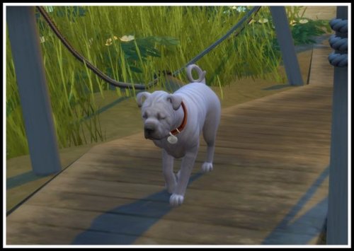 Littlemssam S Sims 4 Mods No Sick Dirty Sad And Hungry Cats Dogs Npcs