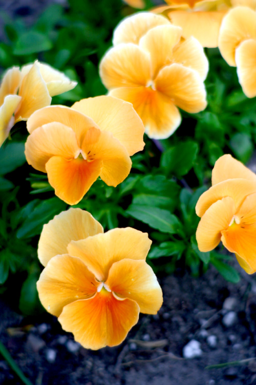 twilightsolo-photography: Orange Pansies ©twilightsolo-photography