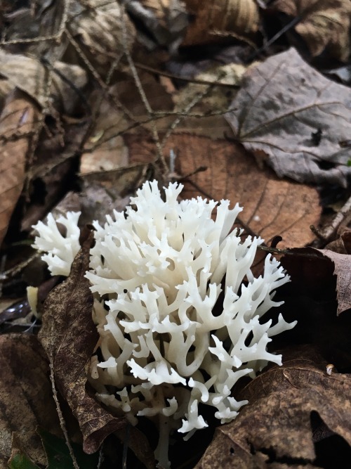 Clavulina coralloidesanother Catskills find