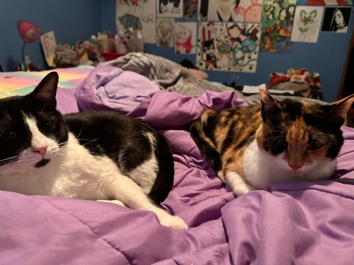 They Treat My Bed Like Its Theirs