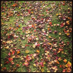 On the walk home 🍁🍃🍂 #autumn #pretty