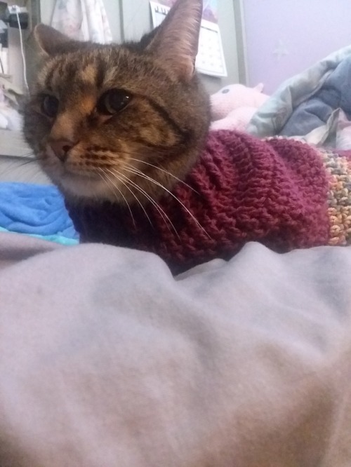 not-dirk-strider: I made my cat a sweater, here’s some of the highlights from the mini photosh