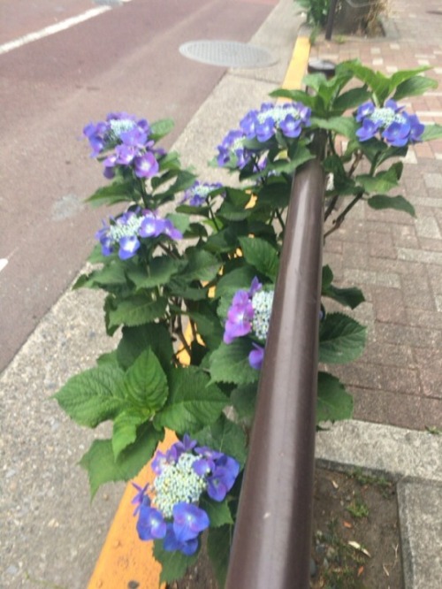 shoku-and-awe: I appreciate the hydrangea in June, because they’re beautiful and also because 